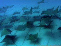 Sea of Cortez.....Cow nose schooling rays by Thierry Lannoy 